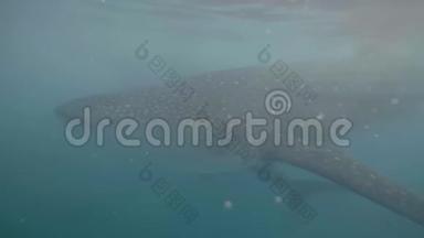 鲸鲨在水下近距离游动。 天然保护区透明海水中的野生鲸鲨。 野生动物